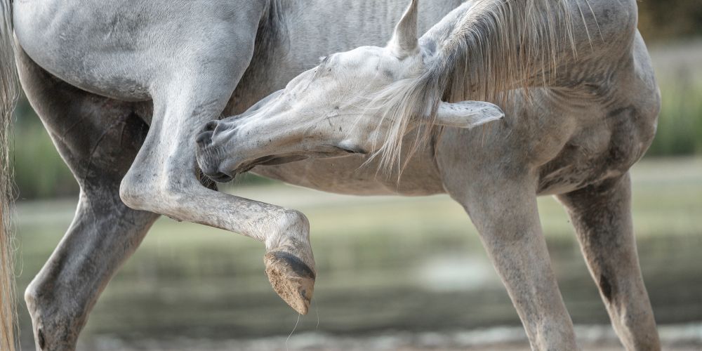 Parasiten beim Pferd: Risiken erkennen & vorbeugen