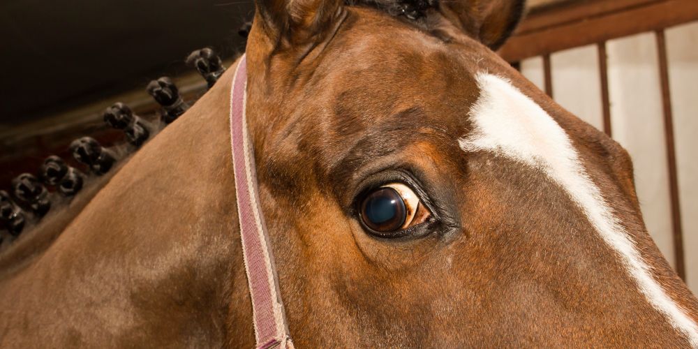 Gestresste Pferde beruhigen: Tipps gegen Angst