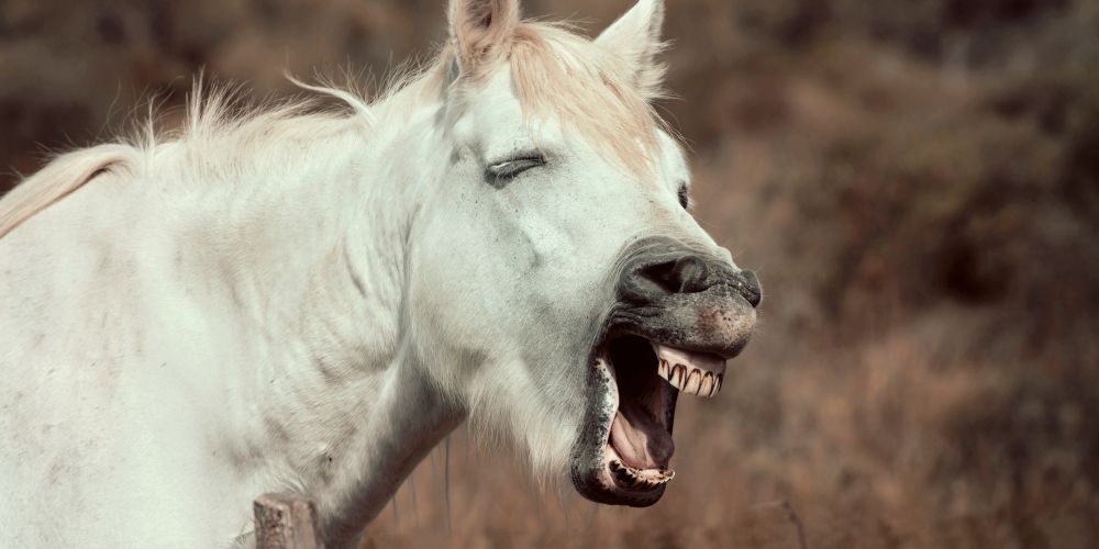 Magenprobleme beim Pferd erkennen & vorbeugen