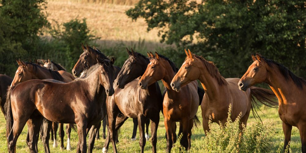 Darmmilieu stärken: Natürliche Hilfe bei Blähungen