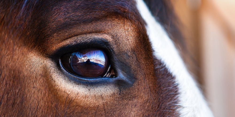 Einflussfaktoren auf die Psyche des Pferdes