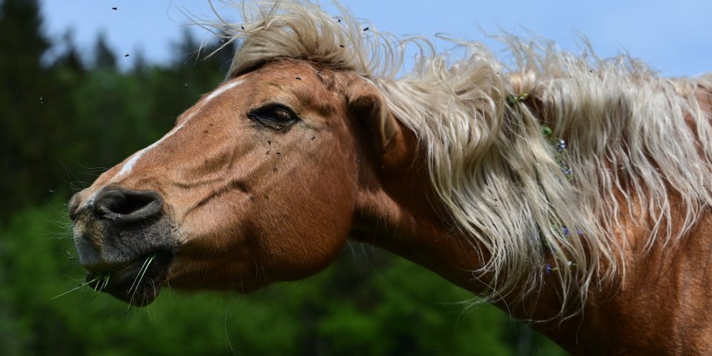 Nervenerkrankungen beim Pferd – Symptome, Ursachen & Lösungen