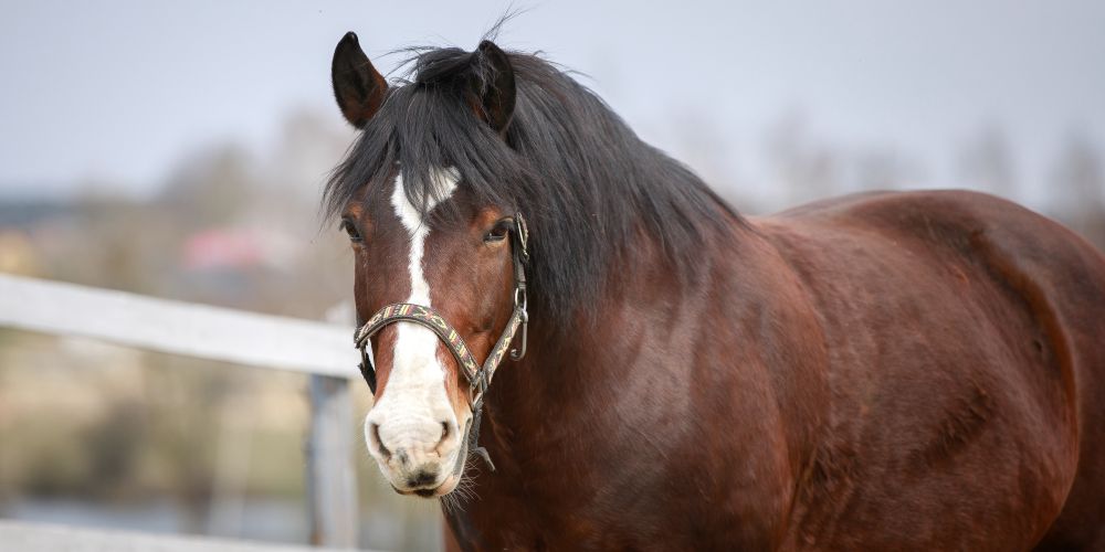 Übergewicht bei Pferden: Ursachen, Risiken und effektives Management