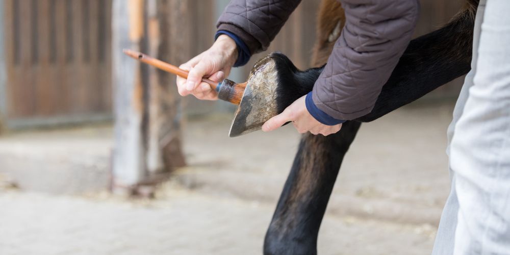 Hufe allgemein: Was sie über dein Pferd verraten