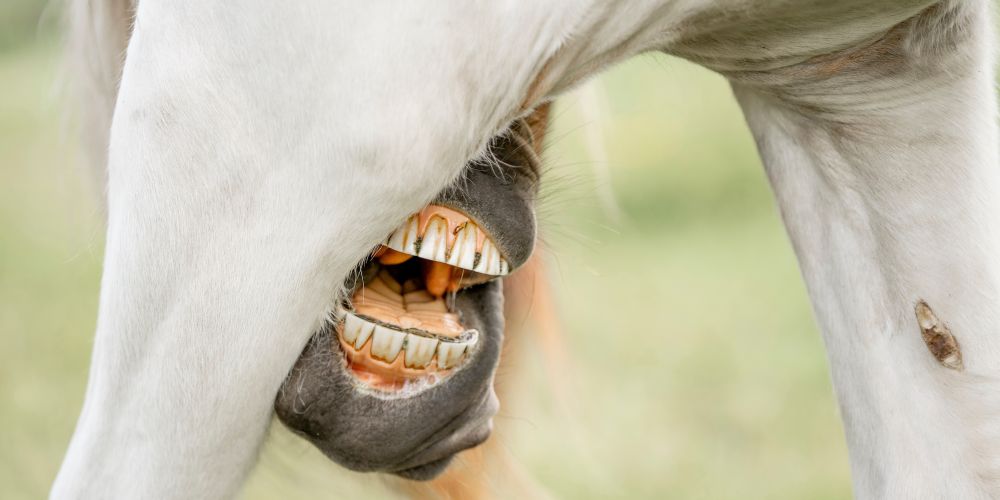 Ektoparasiten beim Pferd: Pilze, Milben & Haarlinge