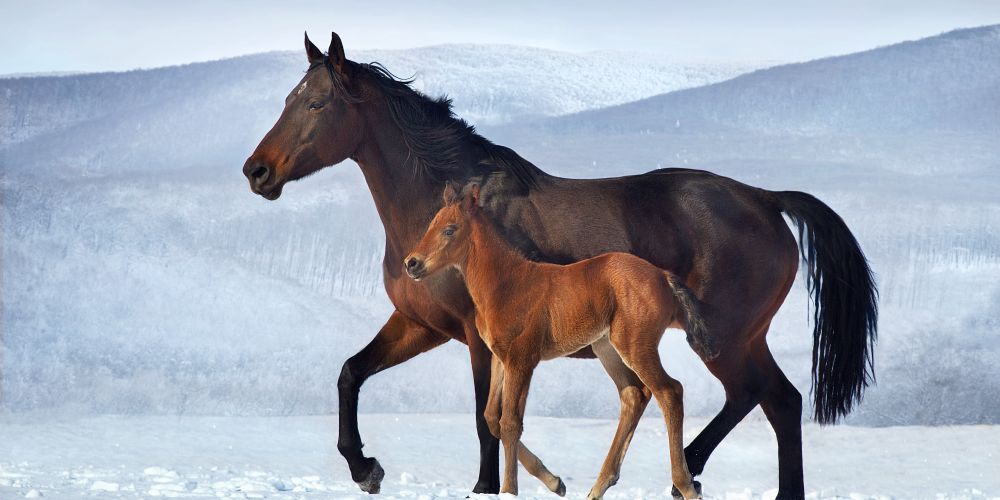 Die Jahreszeiten mit dem Pferd: Winter
