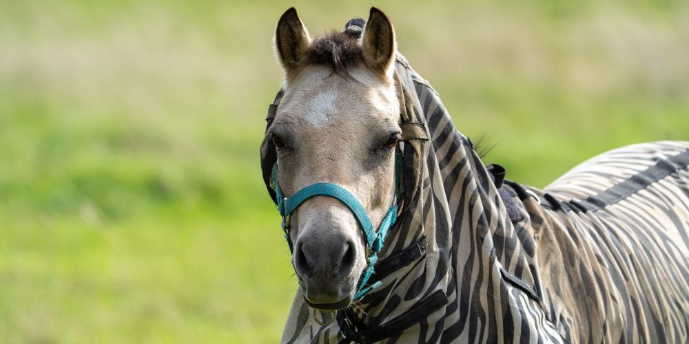 Hautprobleme bei Pferden: Ursachen, Pflege und Vorbeugung