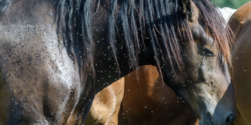 Insektenstress bei Pferden: Tipps für Pferdehalter