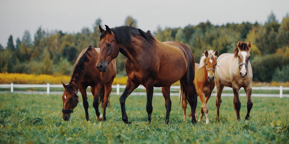PSSM, Muskelstoffwechsel & Myopathien beim Pferd