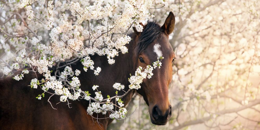 Die Jahreszeiten mit dem Pferd: Frühling