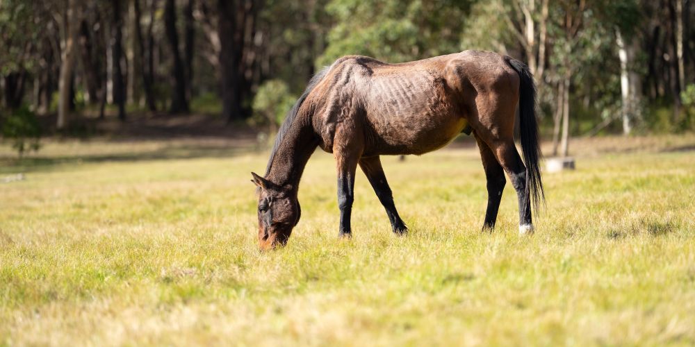 Dünne Pferde: Ernährung, Gewichtskontrolle & Tipps für den Winter