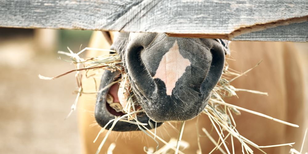 Pferdefütterung verstehen und Pferde richtig füttern