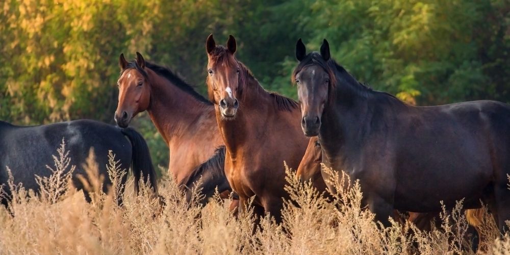 Starkes Immunsystem: So bleibt dein Pferd gesund