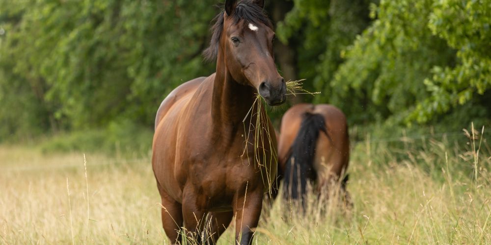 Die Jahreszeiten mit dem Pferd: Sommer