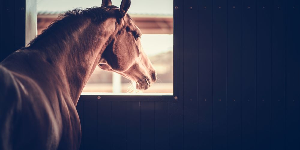 Neurologische Erkrankungen & Nervenprobleme beim Pferd
