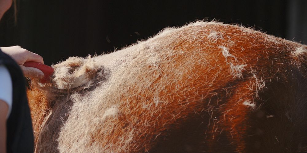Fellwechsel beim Pferd – Gesundheit, Pflege & Ernährung
