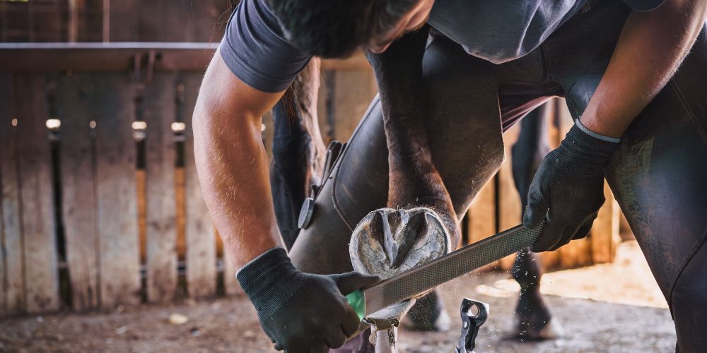 Hufbearbeitung: Grundlage für gesunde und leistungsfähige Pferde