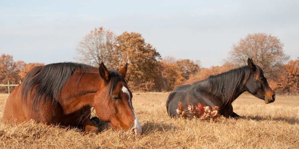 Die Jahreszeiten mit dem Pferd: Herbst