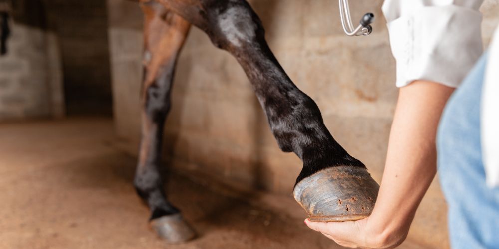 Hufrollensyndrom beim Pferd: Symptome, Diagnose und Verhalten
