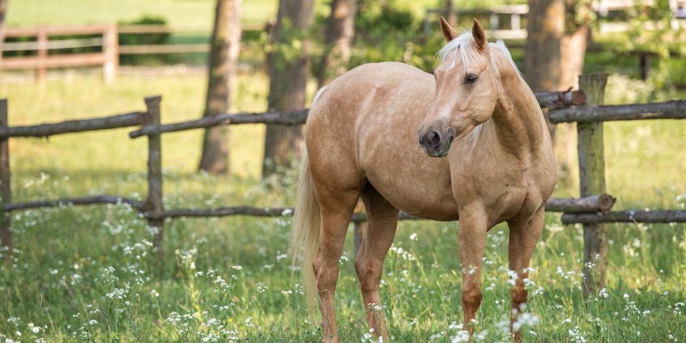 Die Jahreszeiten mit dem Pferd