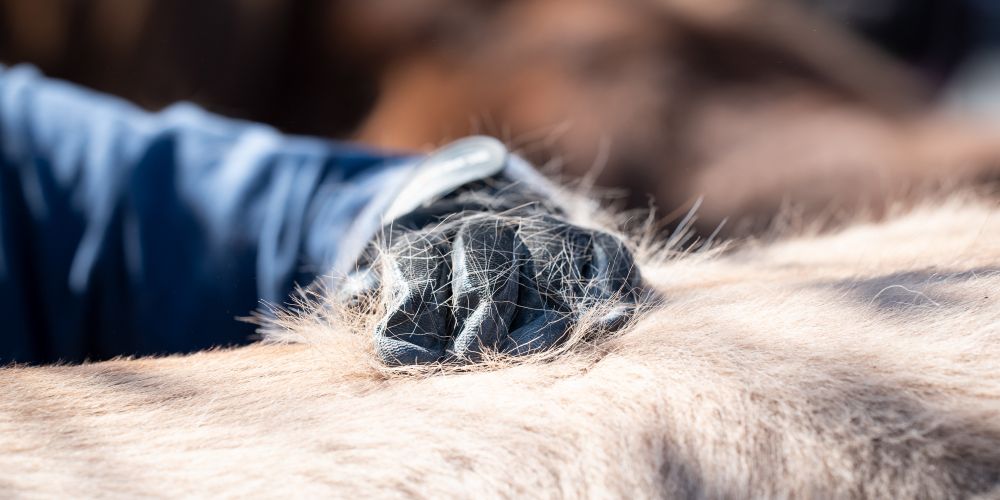 Haut- & Fellgesundheit beim Pferd – Pflege, Ernährung & Vorbeugung