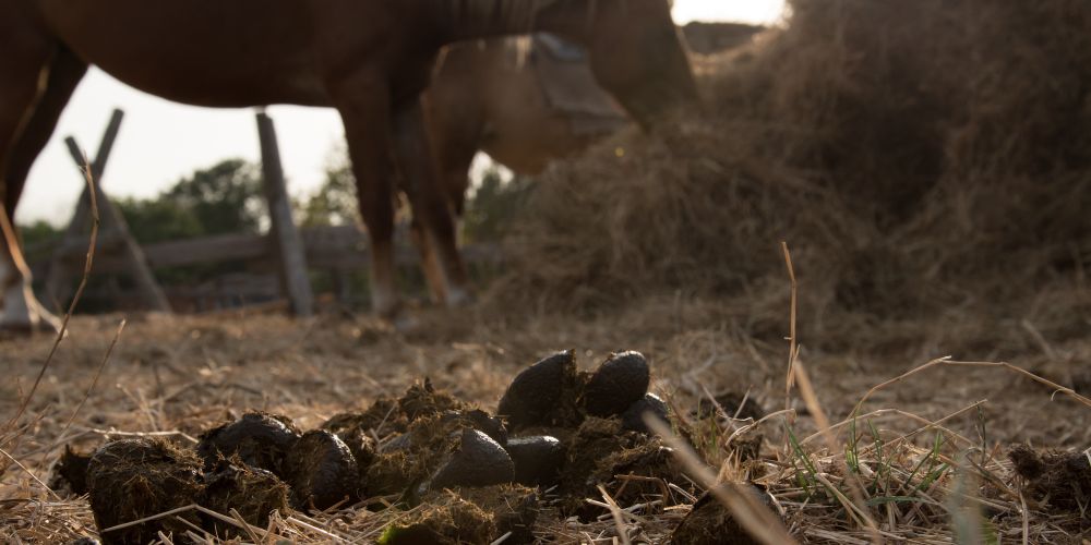  Darmgesundheit beim Pferd: von Dysbiose bis Darmsanierung