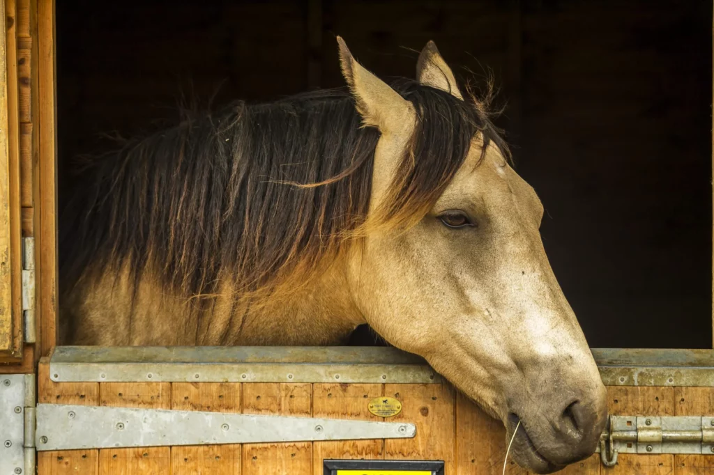 Pferd guckt aus dem Stall heraus