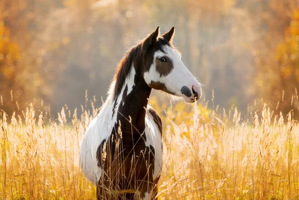 Paint horse im Herbst