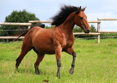 Quarter horse auf einer Koppel