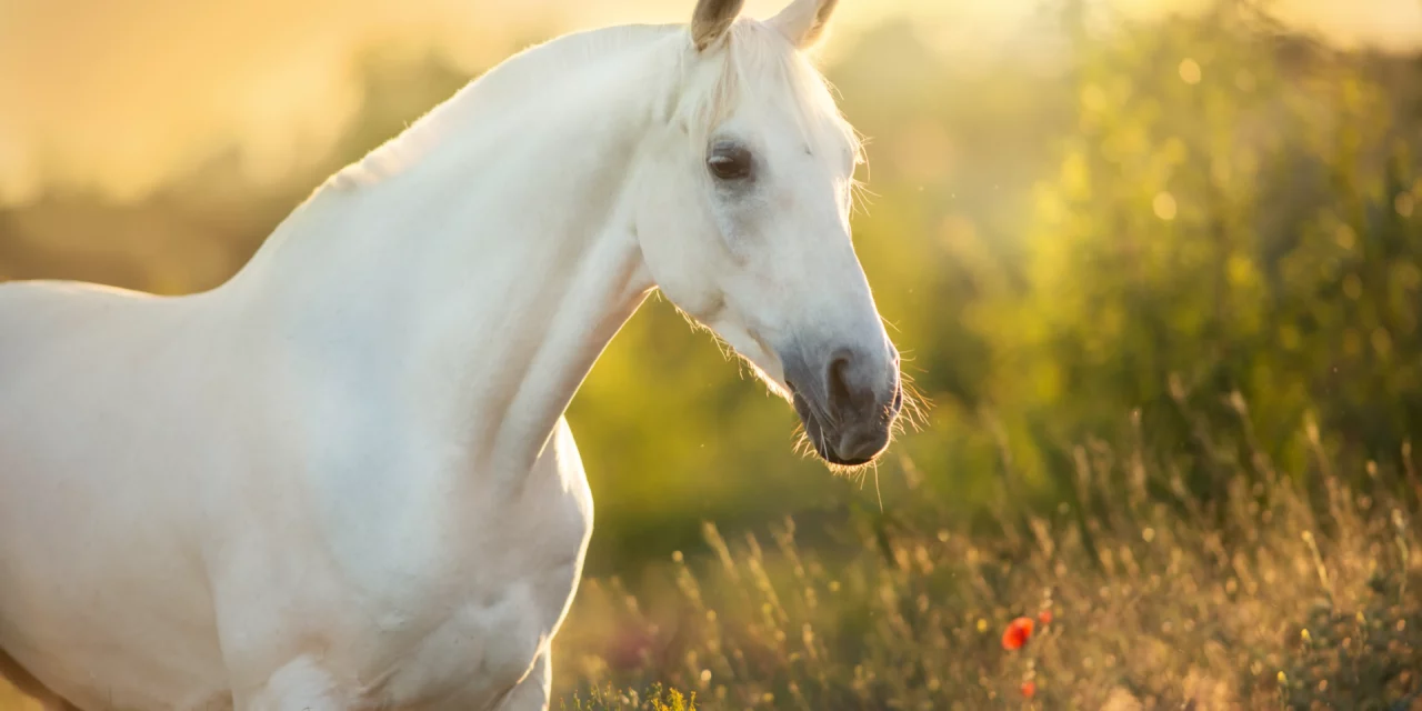 Mein Pferd hat Hufrolle – was tun?
