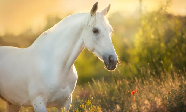 Mein Pferd hat Hufrolle – was tun?