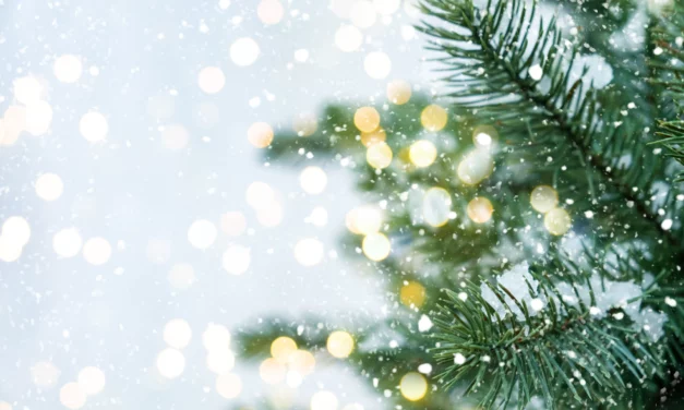Weihnachten vorbei – wohin mit dem Baum?