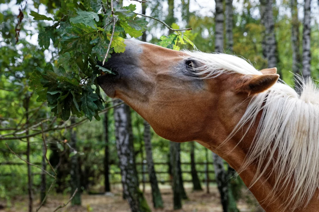 Laub und Zweige liefern Pferden Mineralien und Faseranteile Pferd frisst Blätter vom Baum