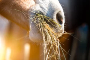 Pferd mit Heu im Mund