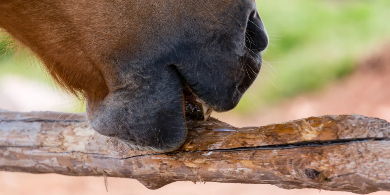 Mein Pferd frisst Holz – ist das normal?