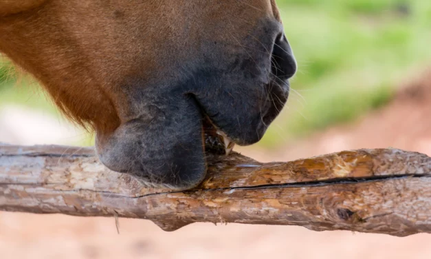 Mein Pferd frisst Holz – ist das normal?