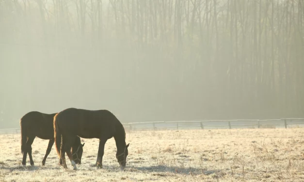 Weidepflege: Die Pferdeweide auf den Winter vorbereiten