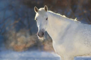 Weißes Pferd im Winter