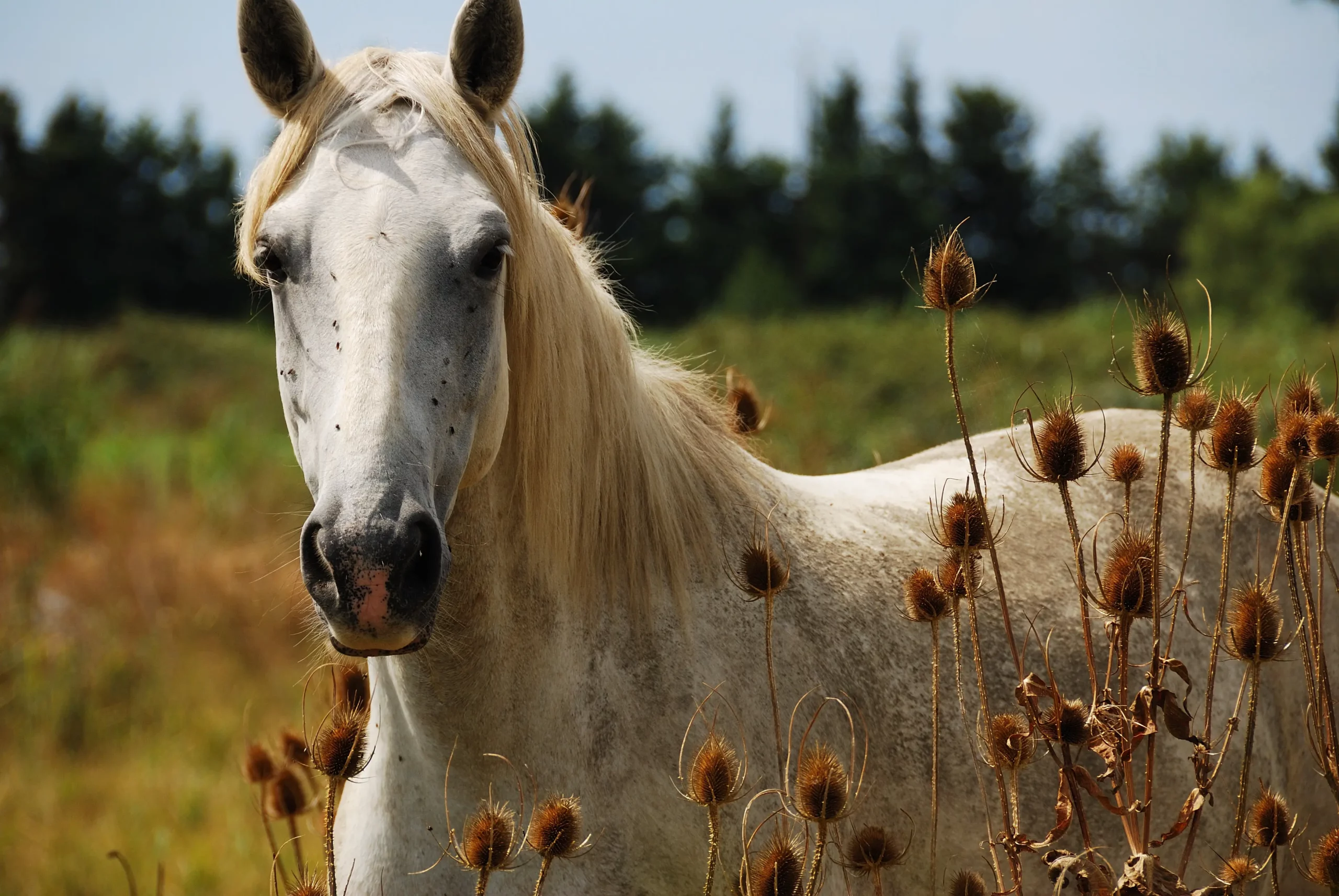 Weißes Pferd auf der Weide