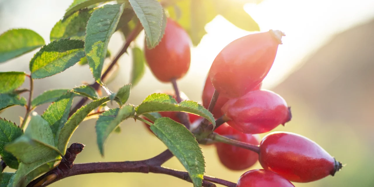 Vitaminversorgung im Herbst