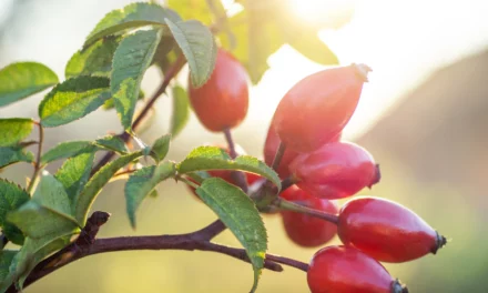 Vitaminversorgung im Herbst