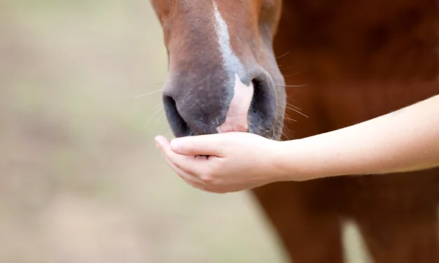 8 Tipps, um Futtermittel oder Medikamente ins Pferd „reinzutricksen“