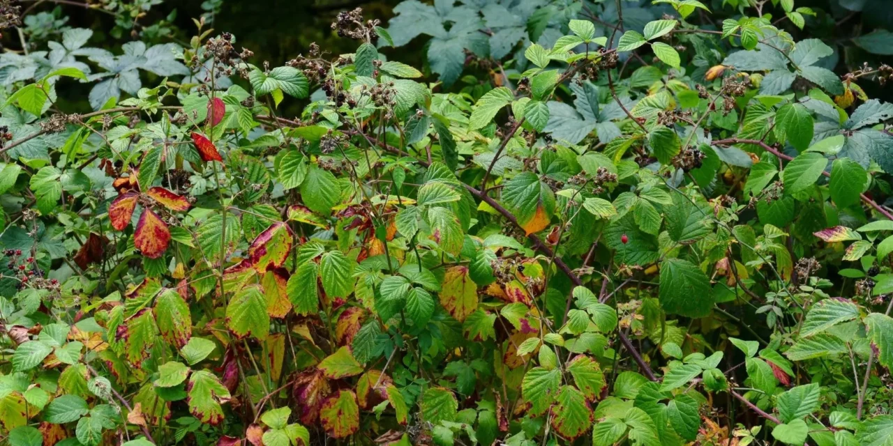 Kräutertipp: Brombeere