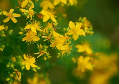 Johanniskraut Blüten