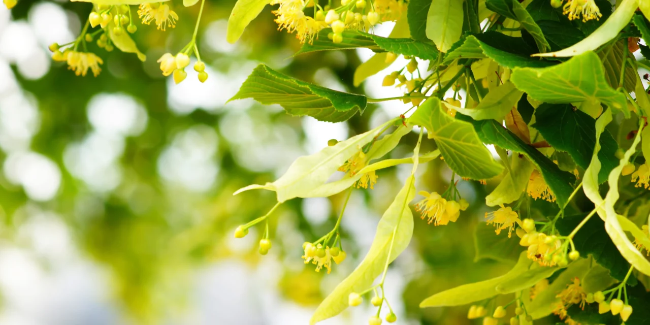 Kräutertipp: Linden