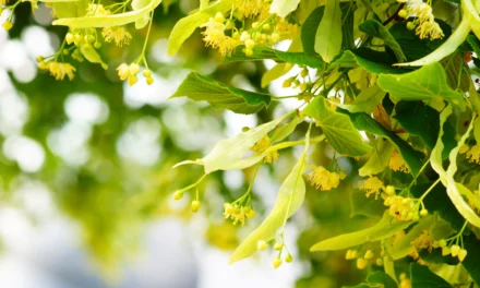 Kräutertipp: Linden