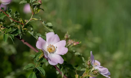 Kräutertipp: Rosen