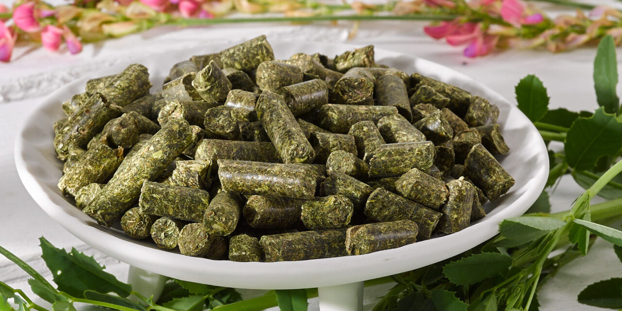 Esparsette: ein wertvoller Tipp, besonders bei schwerfuttrigen Pferden