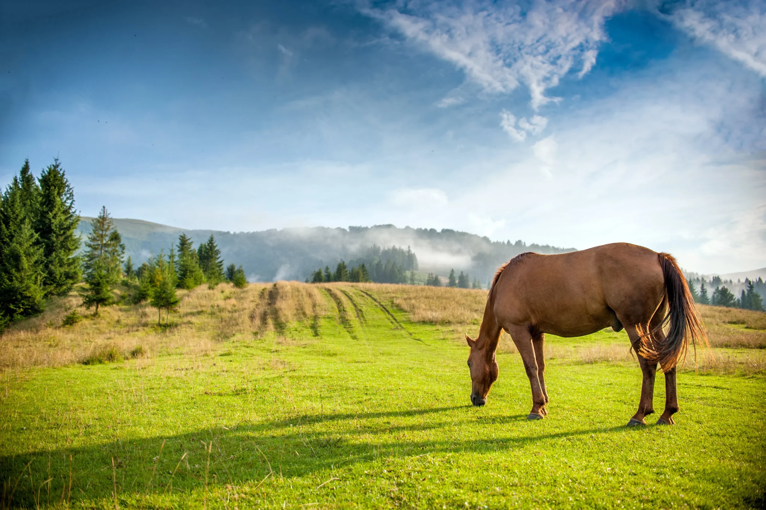 Pferd grast auf einer kurzen Wiese