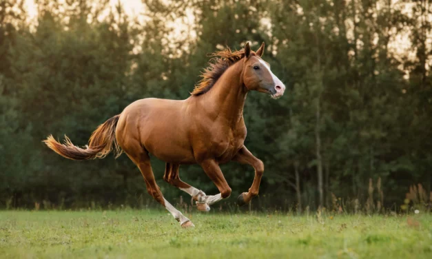 Insulinresistenz – nicht nur ein Problem bei Moppelponys